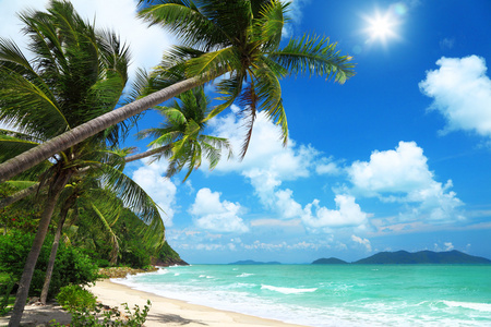 椰子树和在泰国海滩