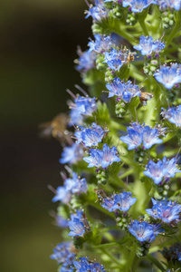 植物区系的大加那利岛echium callithyrsum