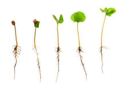 种植咖啡豆浇水和雨苗自然光线和背景种植咖啡豆浇水和雨苗自然光线和