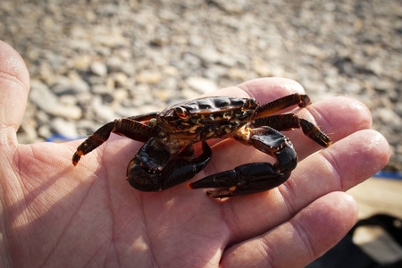 相手蟹鬼针图片