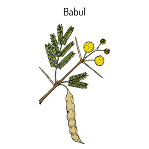 巴布尔 Vachellia 罗非鱼, 或有刺的相思, 药用植物