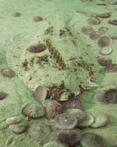 加州珊瑚礁生物