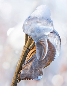 在冬季公园的雪和冰覆盖的树分支