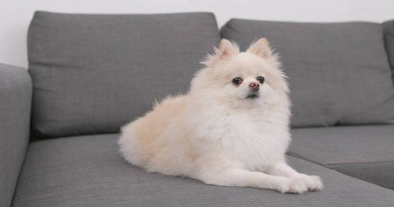 波美拉尼亚狗坐在沙发上