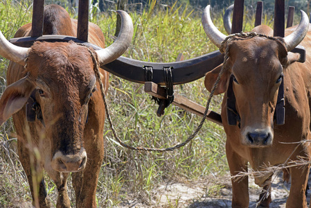 牛轭图片-牛轭素材-牛轭插画-摄图新视界