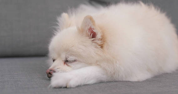 白色博美狗睡在沙发上