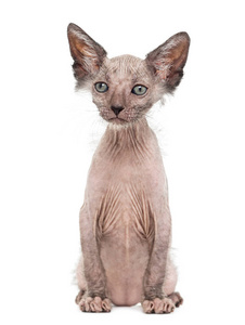 小猫 Lykoi, 7 周大, 也叫狼人猫