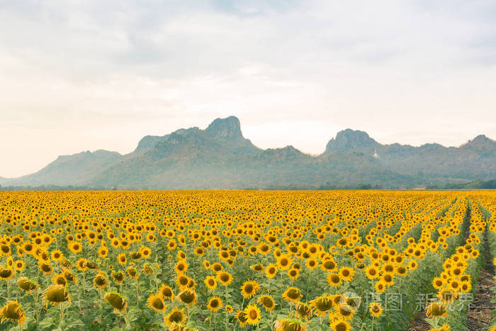 大向日葵田野天际线有山背景自然景观背景