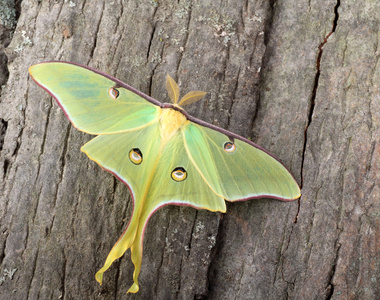 luna 蛾 actias luna