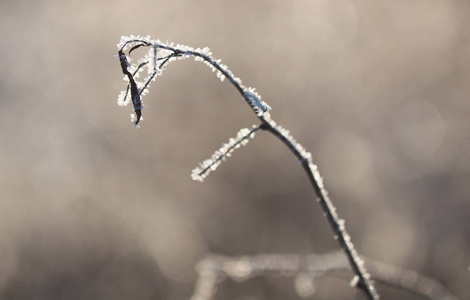 树枝在雪地里。冬天