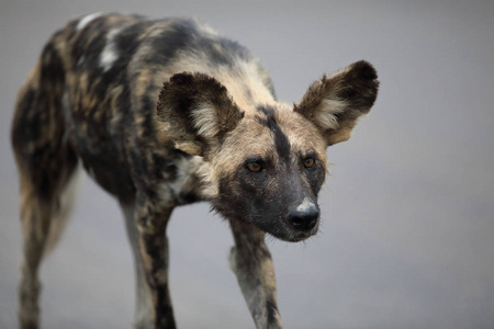 自由漫游非洲野狗卡昂肖像