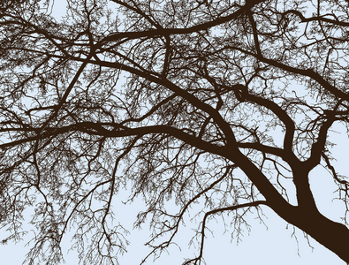 冬季落叶树的枝条