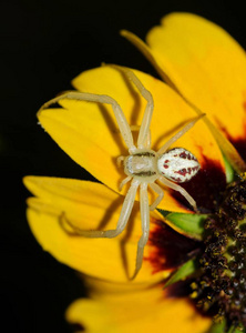 一只小白蟹蜘蛛在黄色的圆锥花上.