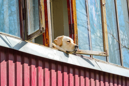 好奇的看门图片