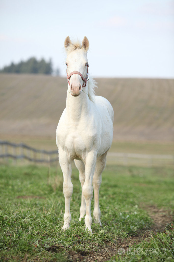 粉红色缰的白化病马