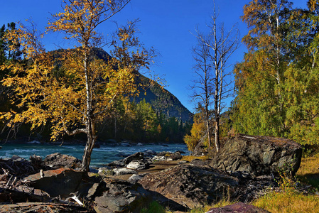 俄罗斯。西伯利亚西部南部, 阿尔泰山的秋天, Chuya 河