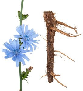 静物与早餐干野生菊苣(干药材)白菊苣,红色特雷维索菊苣小组新鲜菊苣