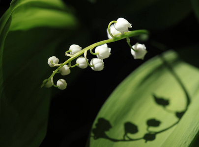 山谷的百合花