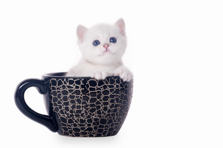在白色背景上的黑色杯子小银英国小猫