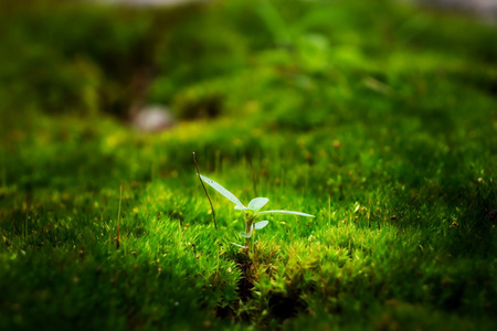 在绿色草地上的树苗照片