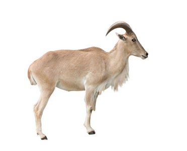 雌性巴巴利羊ammotragusLervia