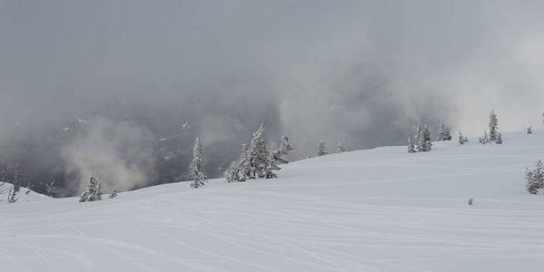 大雪覆盖在山上的树木在雾的天气, 惠斯勒, 不列颠哥伦比亚省, 加拿大
