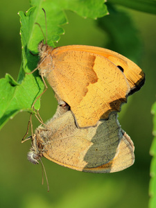 Cocopulating 小荒地 Coenonympha pamphilus 蝴蝶