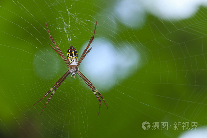 黑色和黄色的蜘蛛照片 正版商用图片07fq9q 摄图新视界