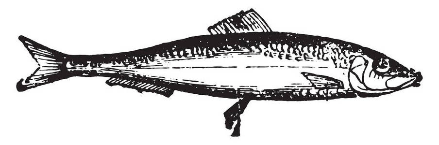 鲱鱼, 老式雕刻插图。动物的自然历史, 1880
