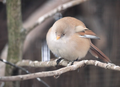 小可爱的小鸟坐在树枝上照片