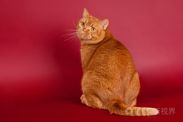 暗红色背景上红色英国男性猫