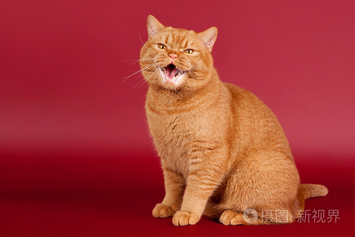 暗红色背景上红色英国男性猫