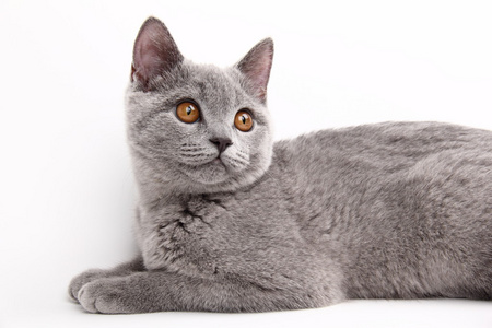 可爱的灰色猫咪图片-可爱的灰色猫咪素材-可爱的灰色猫咪插画-摄图新