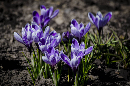 番红花春紫花。早春开花紫番红花