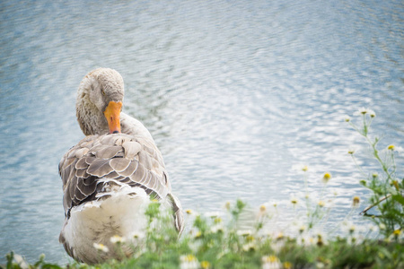 鹅散步和坐在草地上的一个池塘在 w 附近的动物园