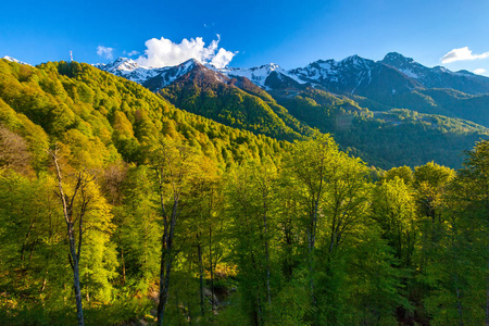 夏天春天森林山风景, 索契俄国