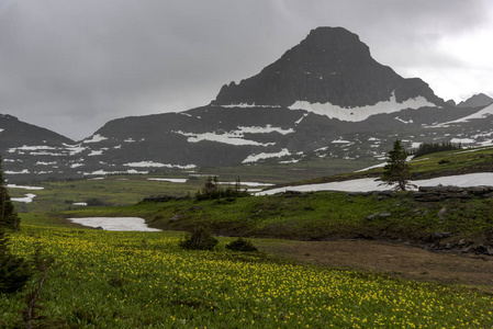 野花在领域与山在背景反对多云天空, 洛根通行证, 冰川国家公园, 冰川县, 蒙大拿, 美国