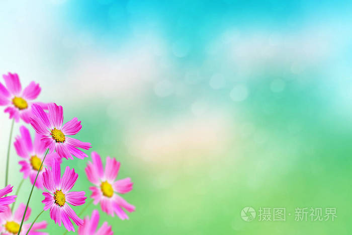 多彩波斯菊花海夏日风景背景照片 正版商用图片07g0e4 摄图新视界