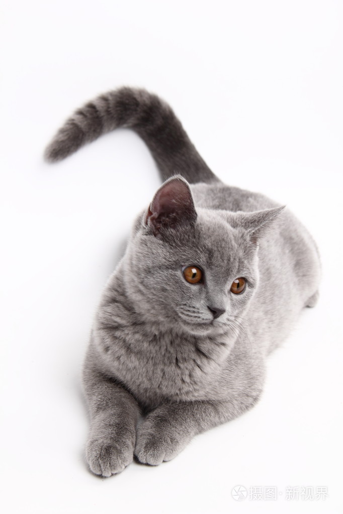 可爱的灰色猫咪
