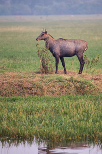 男 Nilgai Boselaphus tragocamelus 站在其中加纳