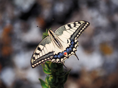 白色蝴蝶 machaon 关闭顶部视图