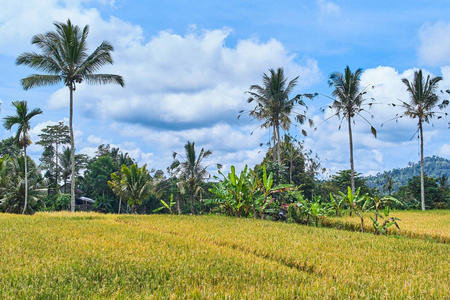 美丽的棕榈风景在巴厘岛, 印度尼西亚