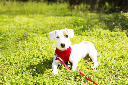 年轻的小狗, 脸上有滑稽的褐色斑点。可爱的快乐杰克罗素梗狗在户外的肖像, 在公园散步
