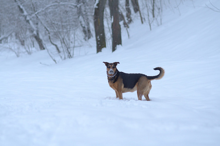 有趣的狗在雪中