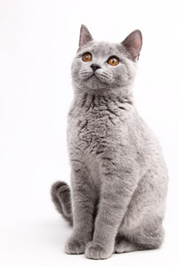 可爱的灰色猫咪
