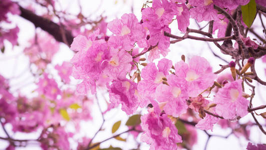 粉红色 Tabebuia 花