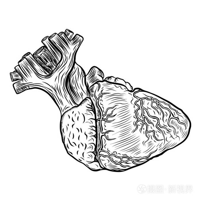解剖心脏在白色背景。手绘插画有限公司