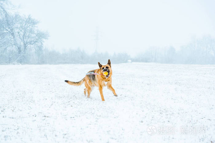 冬天漫步在雪地里的狗玩球