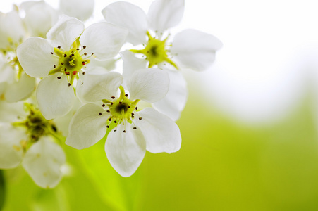 苹果花