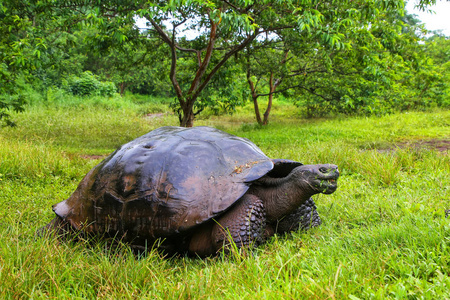 加拉巴哥象龟加拉帕戈国家圣克鲁兹岛上